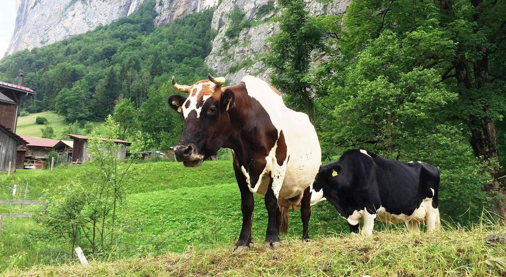 Camping Jungfrau Lauterbrunnen Εξωτερικό φωτογραφία
